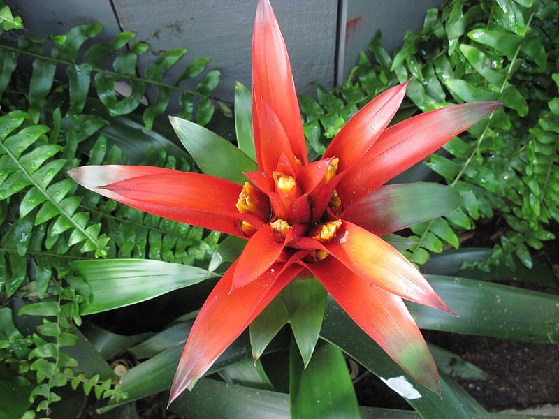 New display at the Pyramids 52, red, graphy, green, Bromeliads, garden, Flowers, HD wallpaper