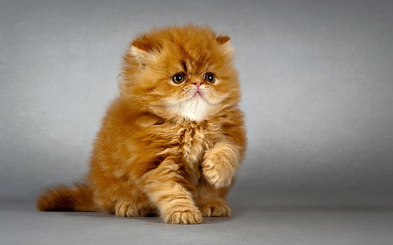 Ginger kitten, little lion, cute animals, cats, HD wallpaper | Peakpx