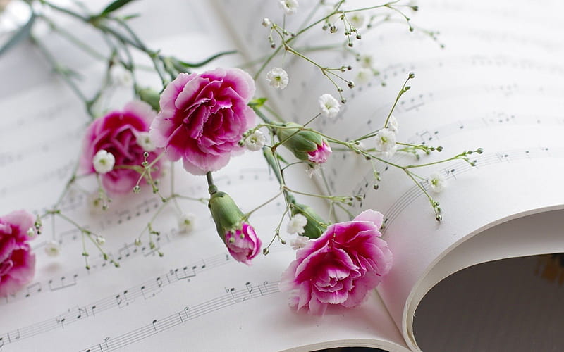 Pink Flowers and Music, life, music, notes, still, abstract, green