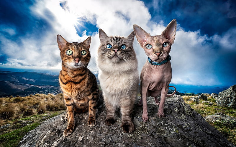 Burmese Cat, Sphinx Cat, Bengal cat, pets, cats, wildlife, cute animals, three cats, HD wallpaper