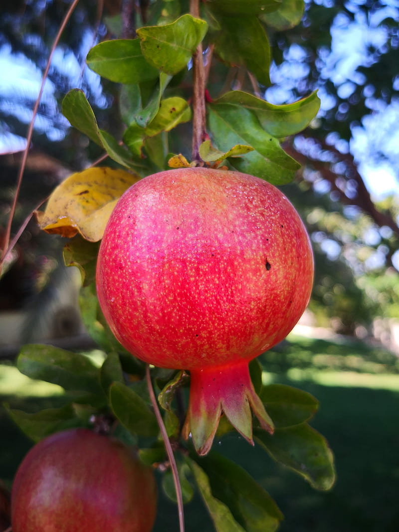 pomegranate, fruit, tree, HD phone wallpaper