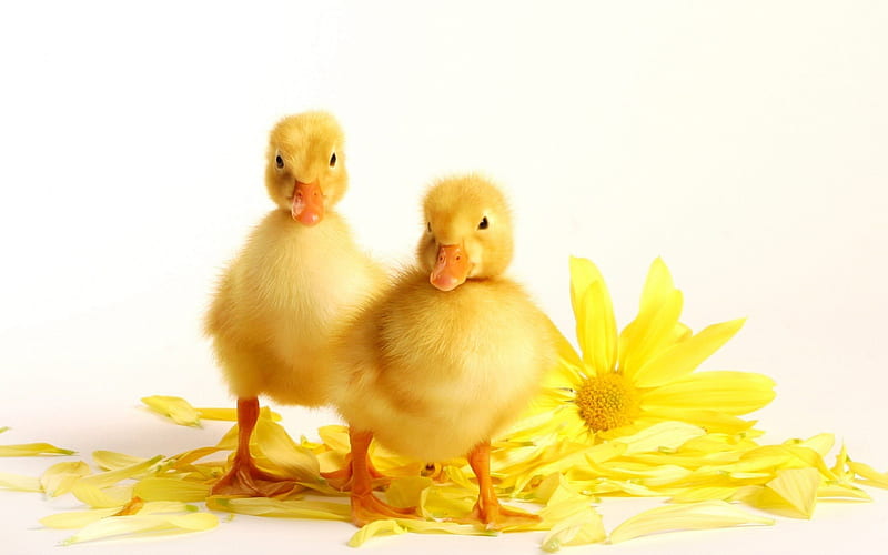 Two Ducklings, beek, ducks, yellow, web, feet, flower, ducklings, eyes, feathers, animals, HD wallpaper