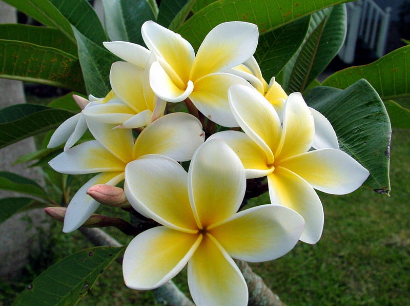 Frangipani Tree, tree, plumeria, white frangipani flowers, papua new ...