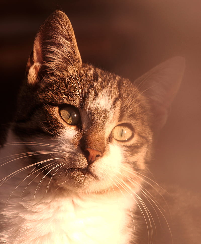 brown Tabby cat, HD phone wallpaper