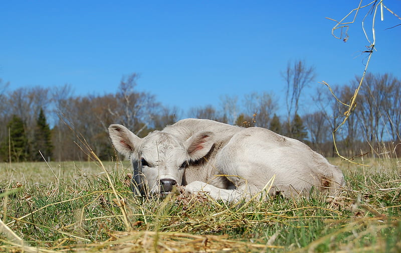 baby girl, cow, sunny, calves, relaxing, animals, field, HD wallpaper