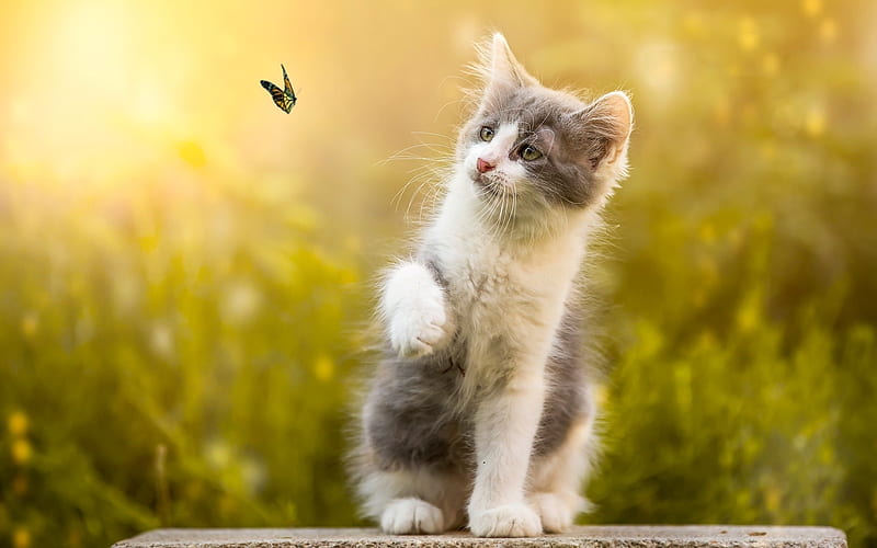 Kitten Play with Butterfly, stone, butterfly, cat, kitten, animal, HD wallpaper