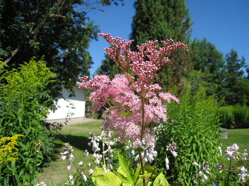 American Meadowsweet, house, plants, meadowsweet, garden, sky, pink, blue, HD wallpaper