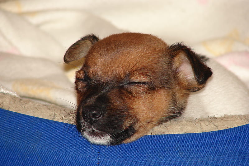 Jack Russell 8 week old puppy, jack russell, sleep, dogs, puppy, HD wallpaper