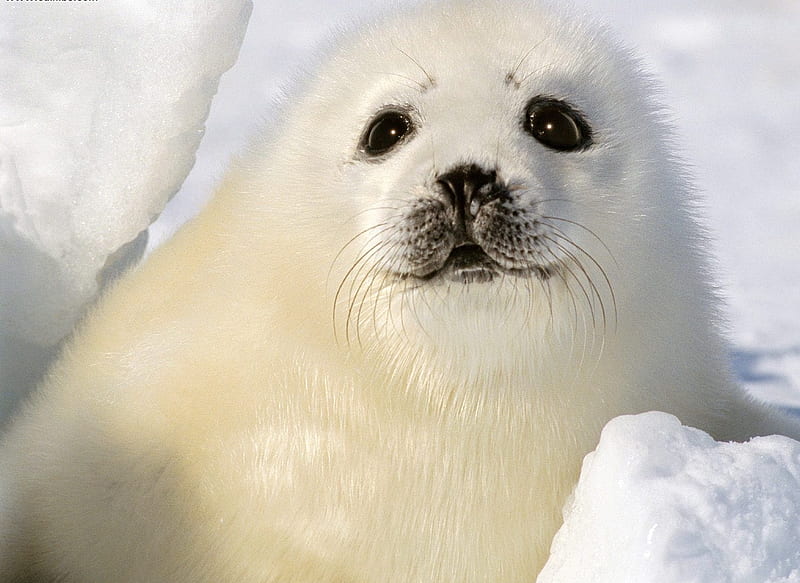 Baby Harp Seal, fuzzy, cute, seal, snow, HD wallpaper