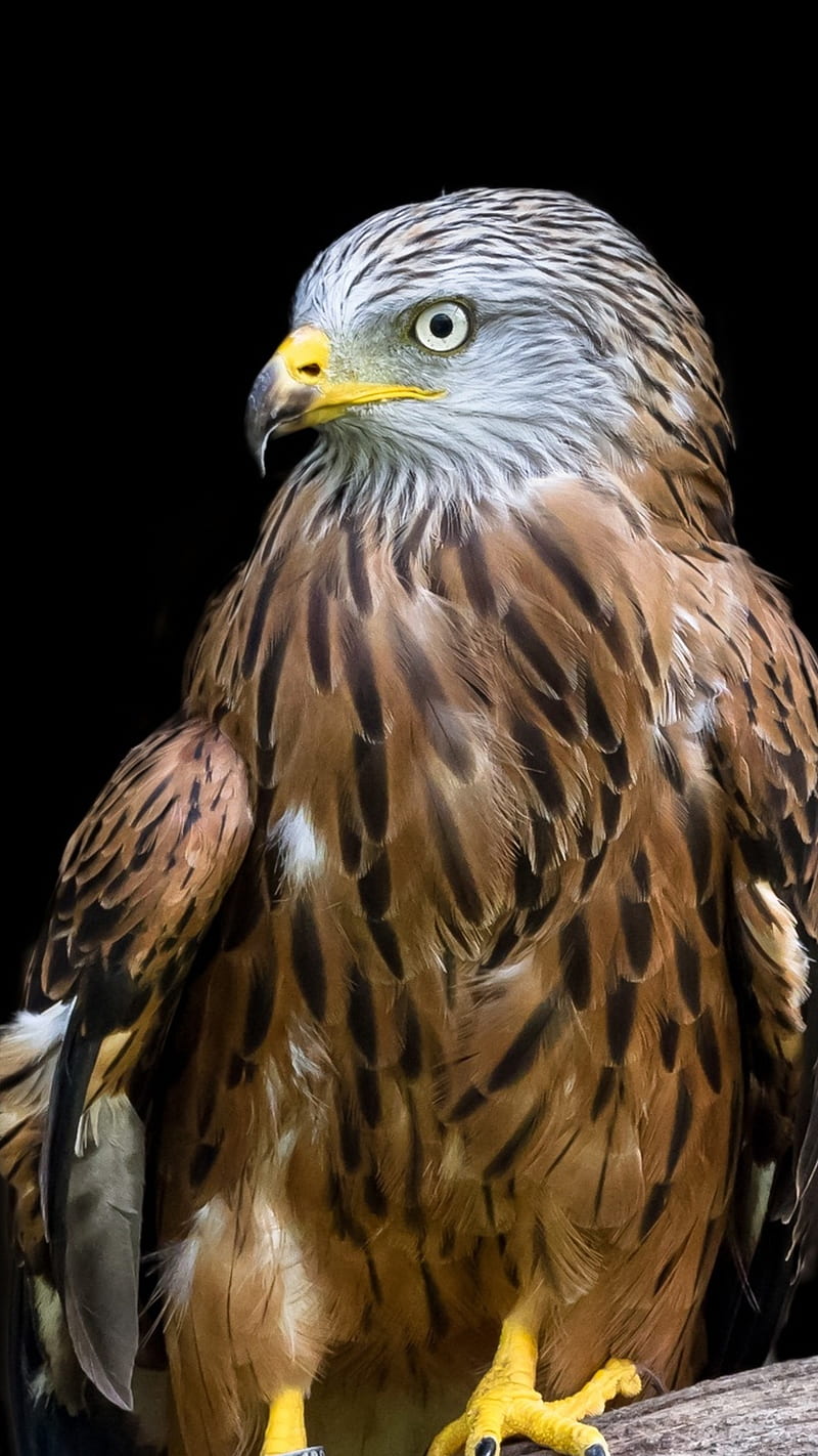 Adler raptor bird , adler raptor bird, hawk, sharp claws, yellow beak, HD phone wallpaper