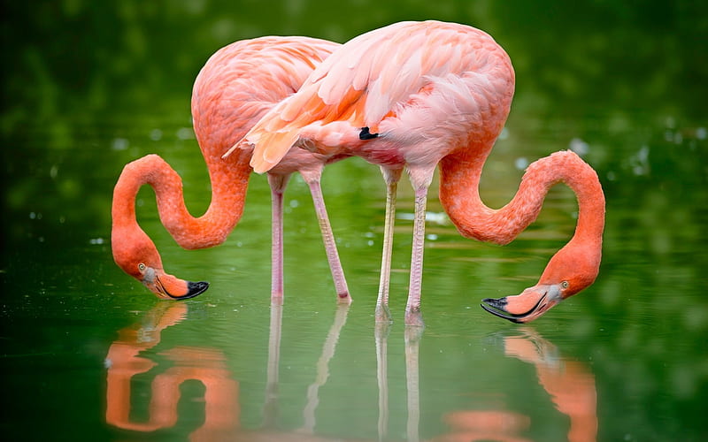 pink flamingos, lake, beautiful birds, pair of flamingos, HD wallpaper