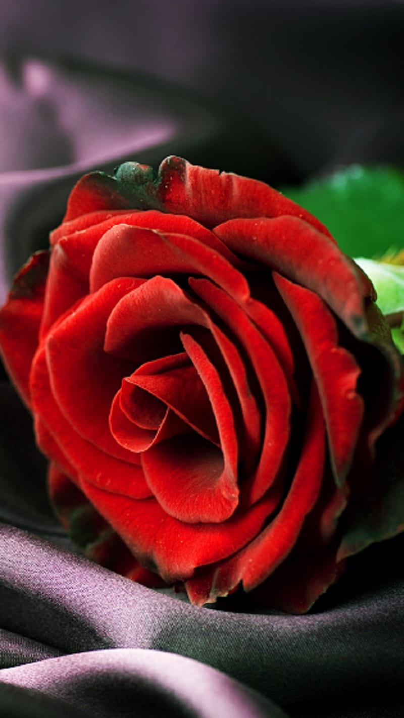 Rose, red, flower, HD phone wallpaper | Peakpx