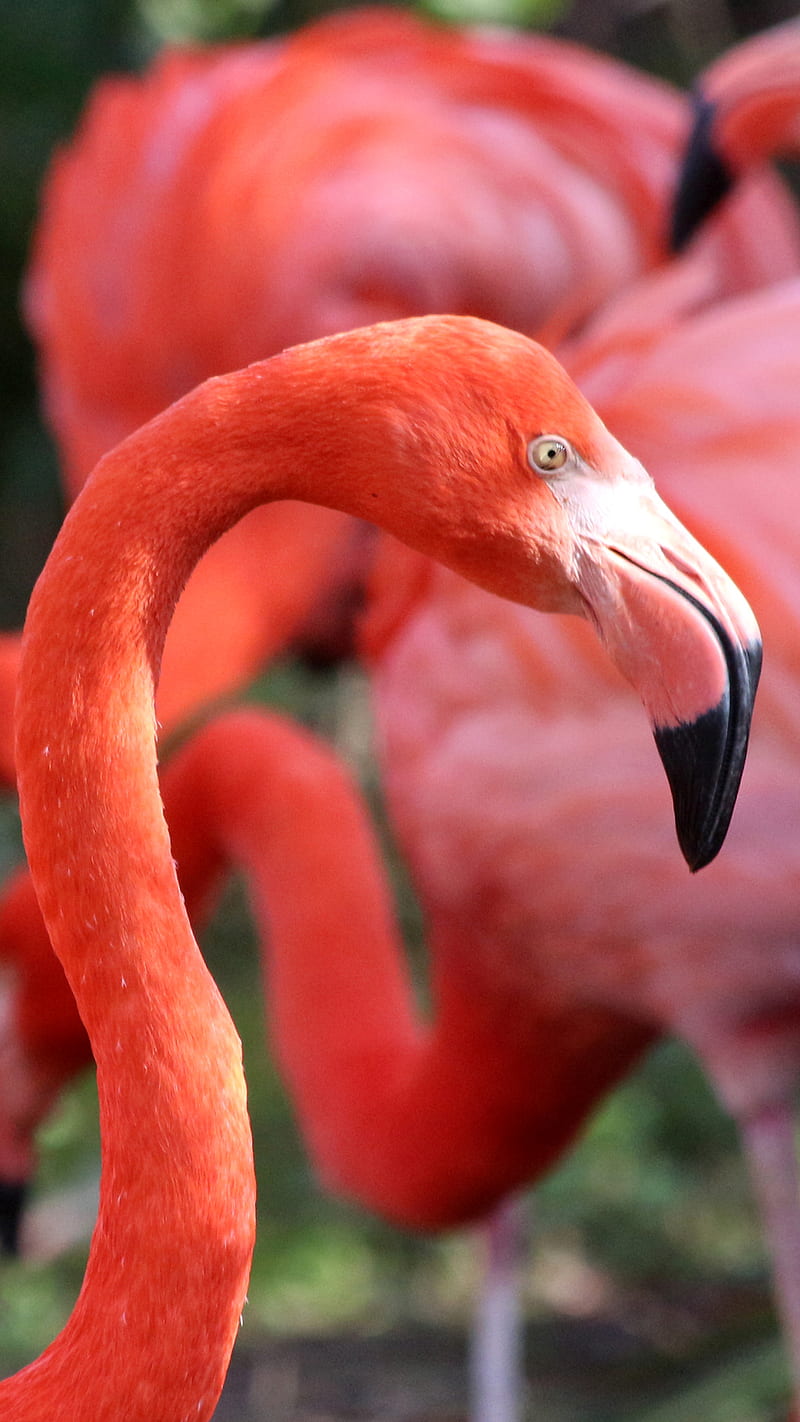 Pink Flamingo, bird, greater flamingo, HD phone wallpaper