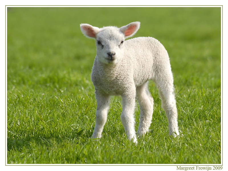 What Ewe Lookin At, ewe, lamb, sheep, white, HD wallpaper