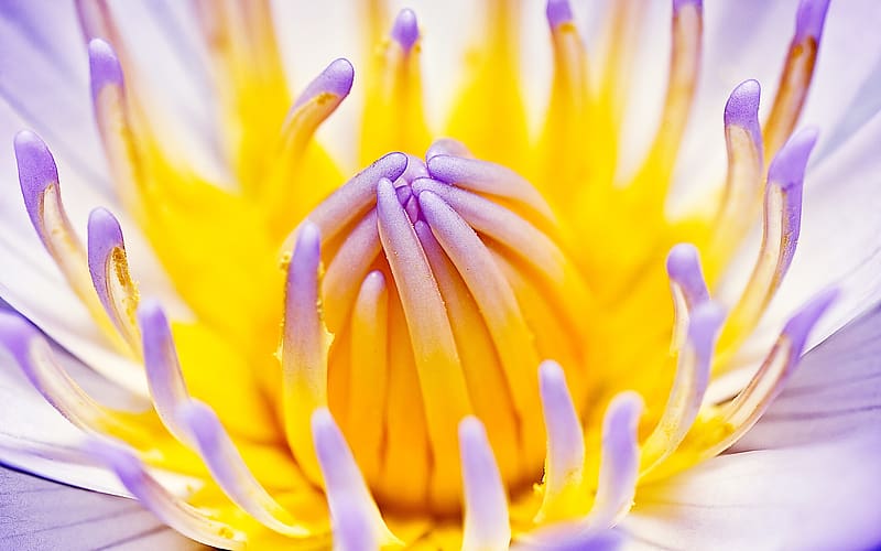 Egyptian lotus, purple, yellow, flower, nature, lotus, macro, wayer lily, HD wallpaper