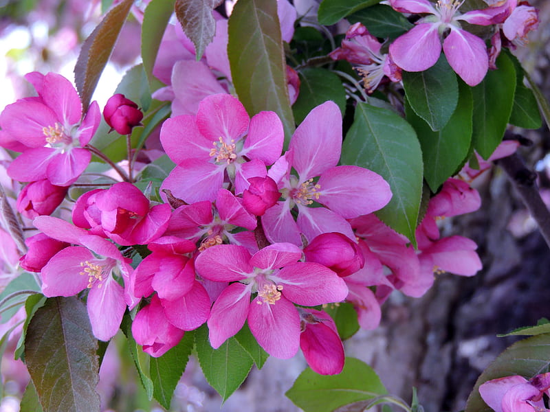 Delicate Petals, Pink, Summer, Tree, graphy, Flowers, Petals, Delicate, Nature, Crab Apple Tree, HD wallpaper