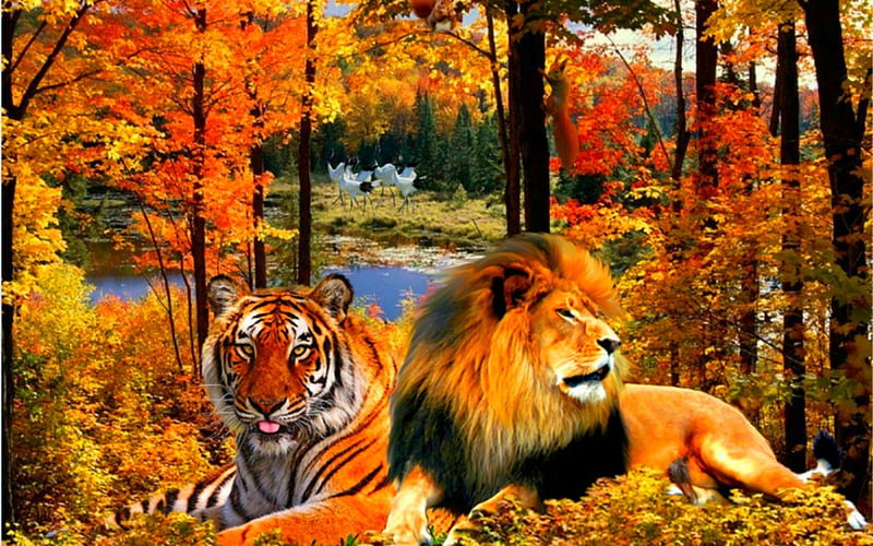 Lion and tiger, autumn, wild, tiger, trees, lion, animals, HD wallpaper