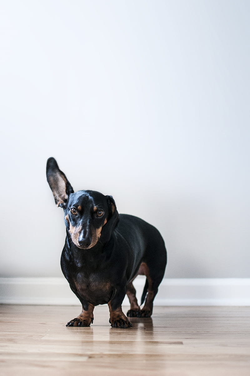 adult black and tan dachshund, HD phone wallpaper