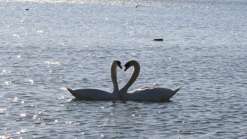 LOVE birds, water, heart shape, swans, HD wallpaper