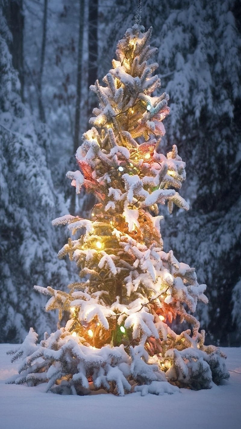 Weihnachtsbaum Hintergrundbilder