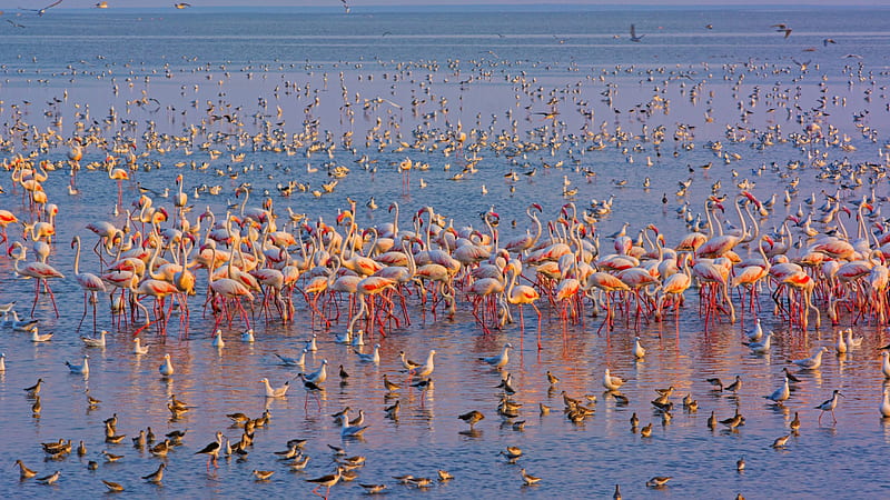 Flamingo Flock Of Birds On Water Birds, HD wallpaper
