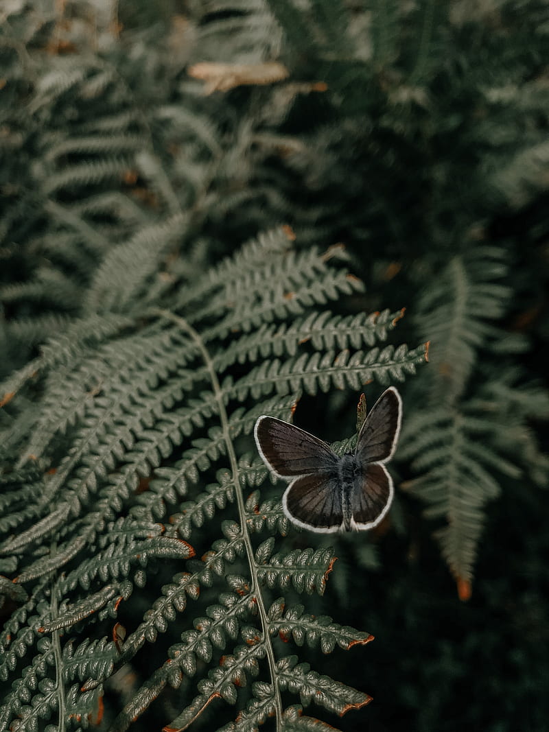 butterfly, wings, fern, leaves, HD phone wallpaper