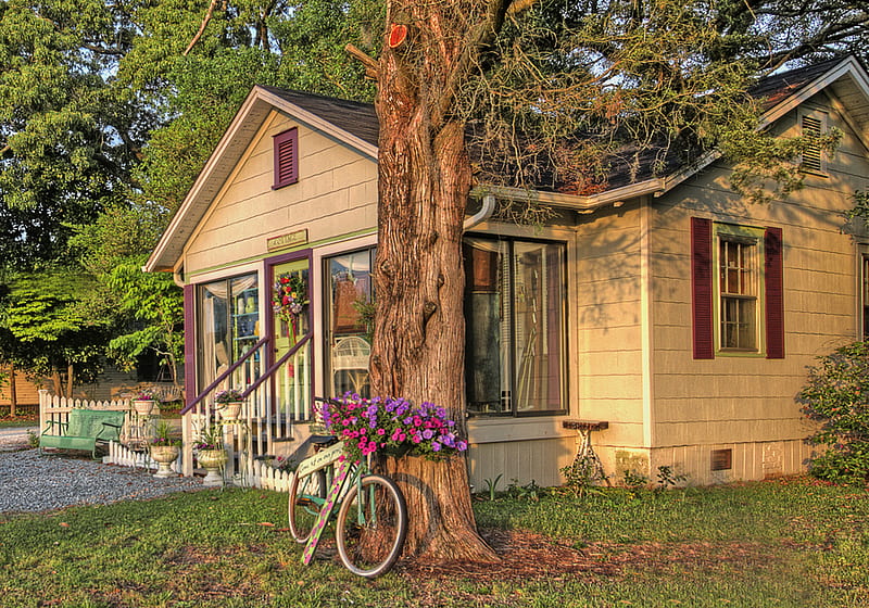 Cozy home, fence, front yard, house, gree, bicycle, bonito, white picket fence, door, windows, tree, flower pots, flowers, bike, cream, steps, HD wallpaper