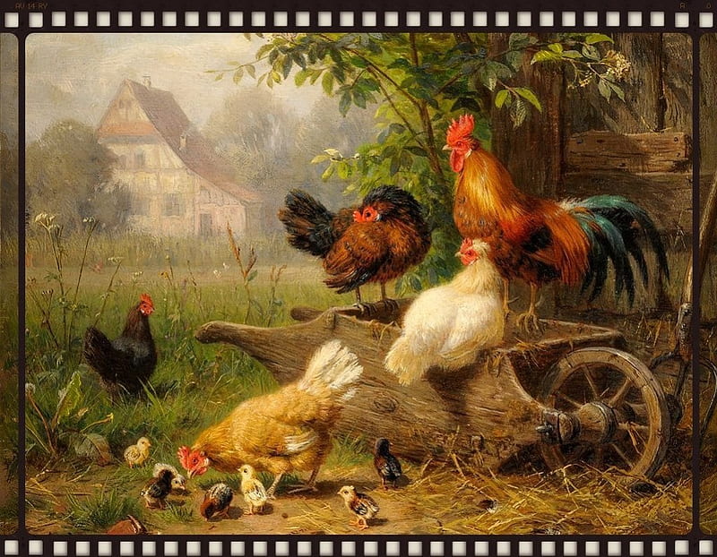 ~Chicken Family~, hen, rooster, chicken, animal, HD wallpaper