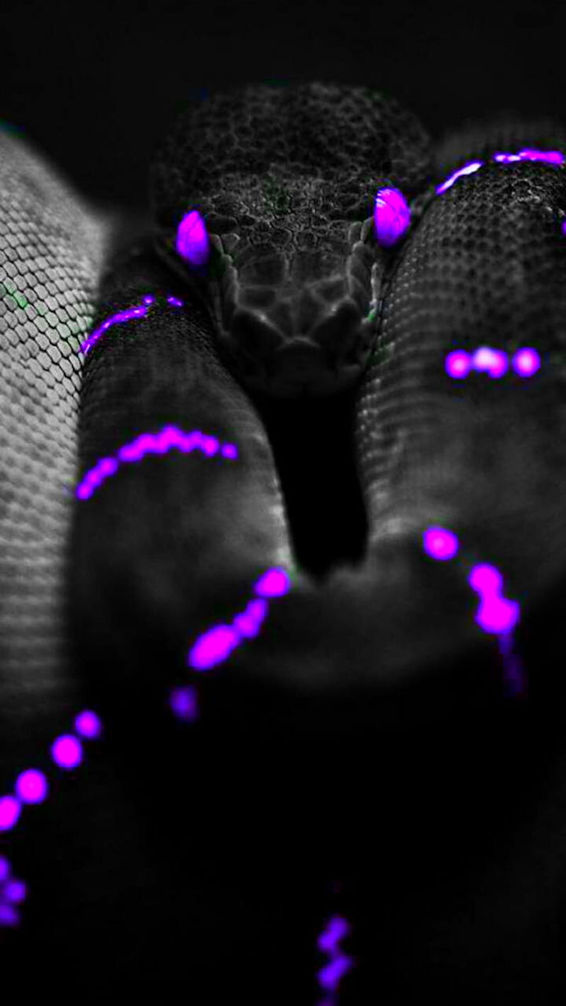 Purple Neon Snake Live Wallpaper - free download