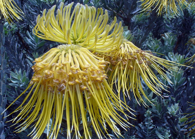 Pincushion Protea Leucospermum, Yellow, Flowers, Pincushion, Nature, HD wallpaper