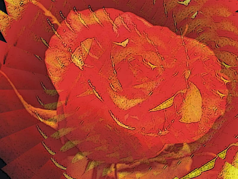 Fancy Twist. jpg, red, rose, twisty, orange flower, HD wallpaper
