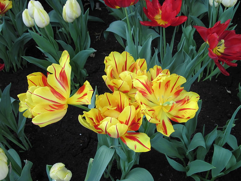 Spring symbol of rebirth 06, red, Tulips, graphy, green, orange, yellow ...