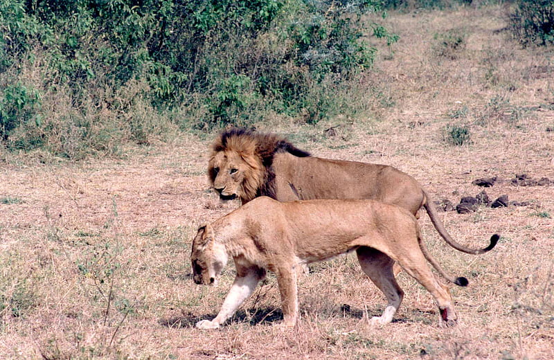 Leo the Lion is the Boss, wild, savanah, cats, animals, lions, HD wallpaper