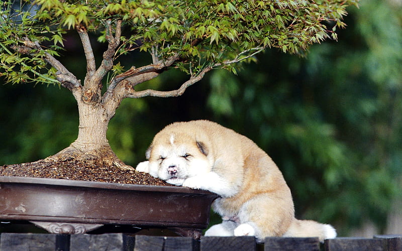 Siesta nap-fun dog, HD wallpaper