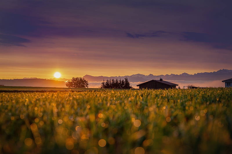 A calming sunrise illuminates a field next to an old barn and some mountains, sunrise, barn, morning, farm, grass, calming, purple, old, field, nature, sky, sun, mountains, calm, HD wallpaper