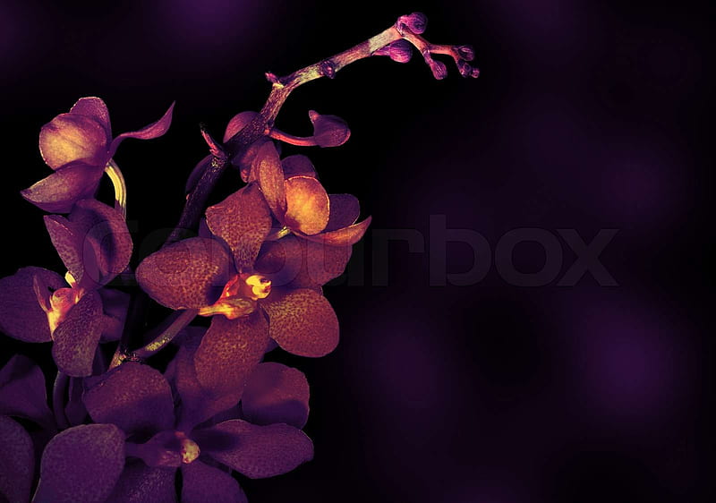 Beautiful purple orchid flower isolated on dark background. Stock . Colourbox, Black and Purple Orchid, HD wallpaper