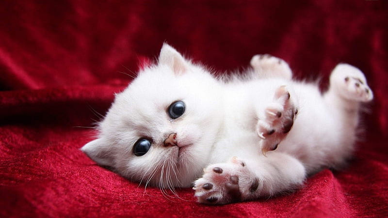 Cute White Cat Kitten Is Lying Down On Red Satin Cloth Cute Cat, HD wallpaper
