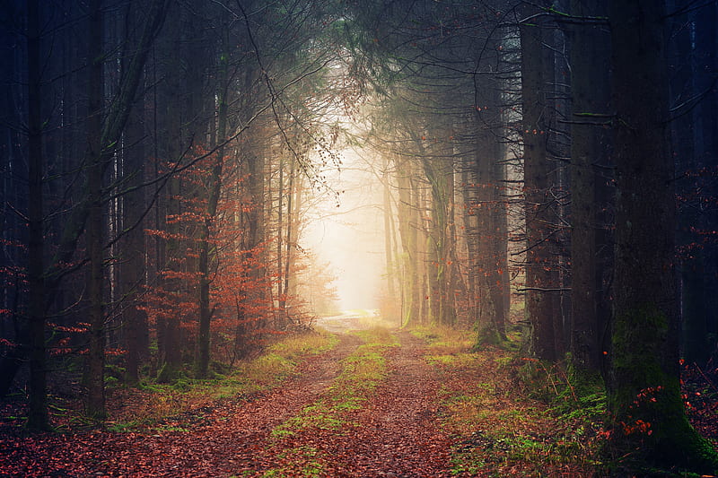autumn, trees, fog, path, foliage, HD wallpaper