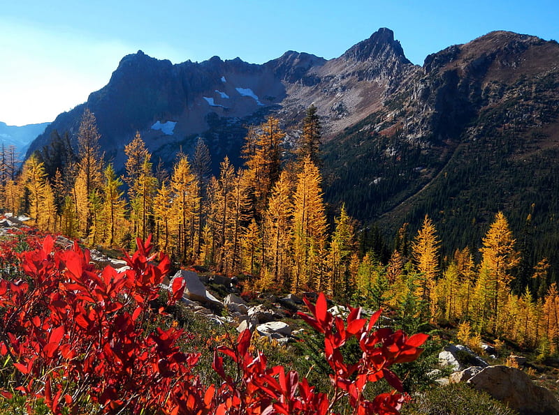 Fall Colors in Washington State, leaves, usa, mountains, trees, landscape, HD wallpaper