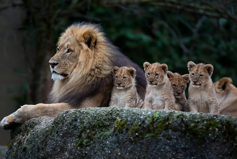 father and sons, male, lion cubs, wildlife, lion, animals, fantastic, HD wallpaper