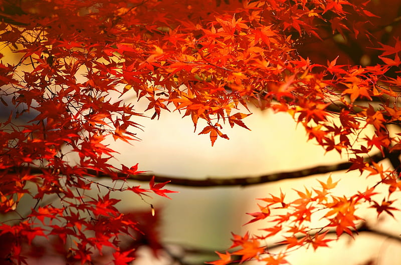 AUTUMN FRAME, red, leaves, maple, orange, park, Autumn, HD wallpaper