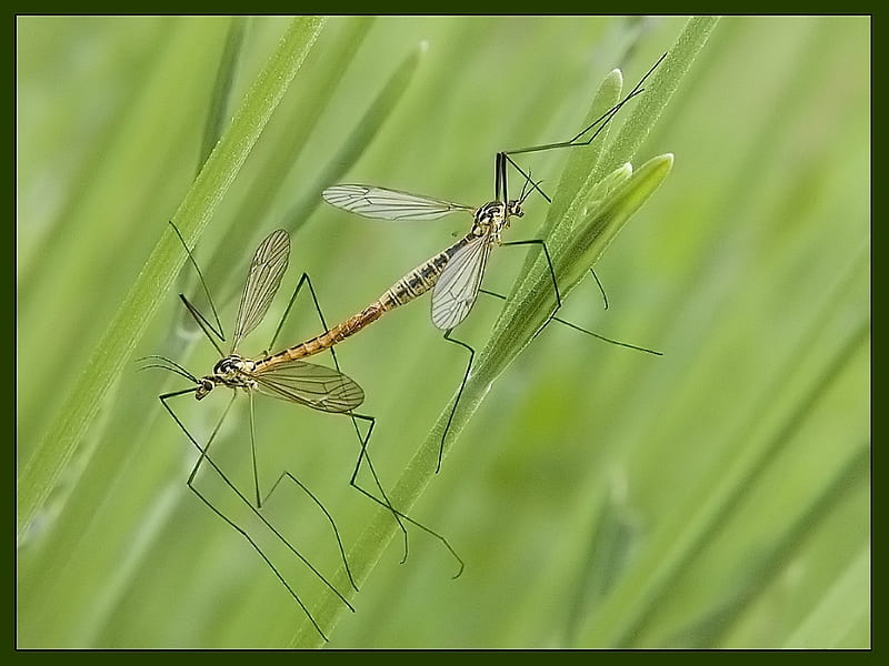 mating crane fly, crane fly, bugs, flies, animal, bug, fly, green, mating, wild, insect, animals, HD wallpaper