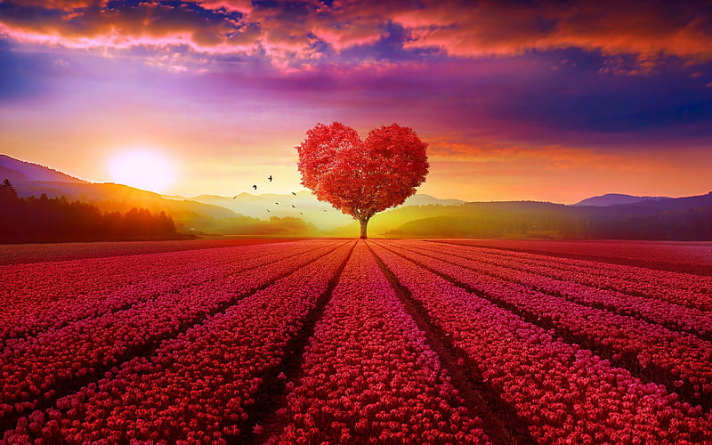 red heart tree, tulips field, pink tulips, background with heart, creative love concepts, blue sky, HD wallpaper