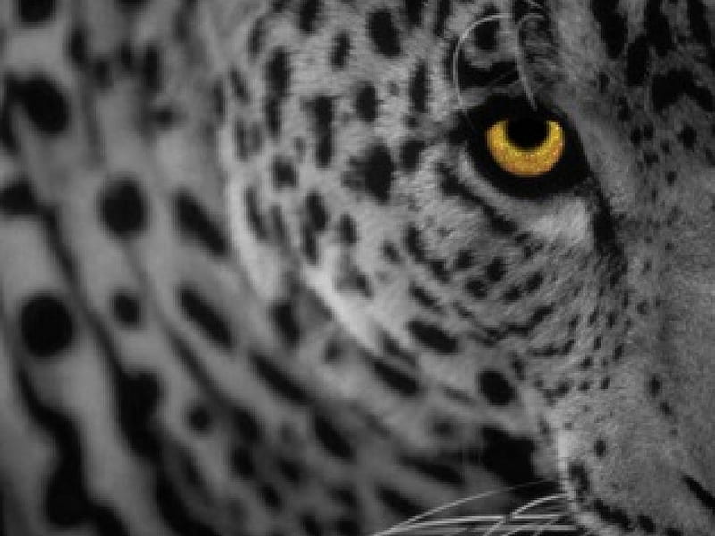 Leopard, spots, yellow, white, panthera, big cats, HD wallpaper