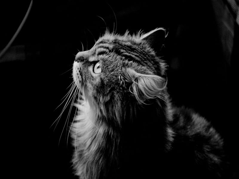 I'm Only A Cat, black and white, graphy, cats, animals, HD wallpaper