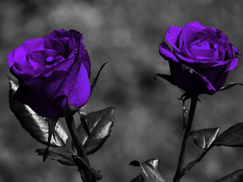purple roses, pretty, flowers, roses, purple, HD wallpaper