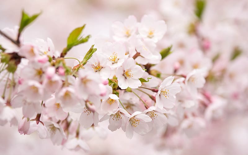 Flowers, , Blossom, HD wallpaper | Peakpx