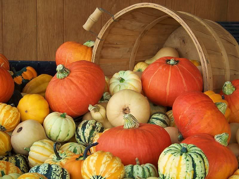 Harvest Basket, squash, bunch, basket, pumpkins, HD wallpaper | Peakpx