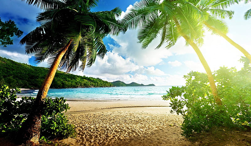 Tropical Beach, sand, sun, summer, sunshine, artwork, sea, palms, HD ...