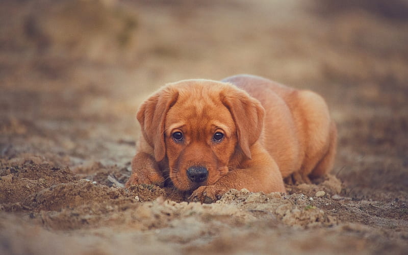 Labrador Retriever, small brown puppy, sand, beach, cute little dogs, pets, puppies, dogs, HD wallpaper